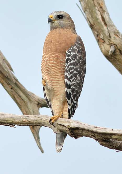 Roodschouderbuizerd